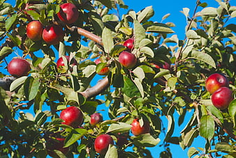 Ripe Red Apples Hanging on Tree Branches Against Blue Sky