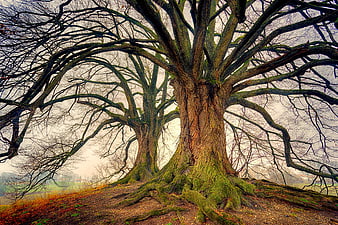 Ancient Mossy Tree Trunks With Intricate Branches In Misty Landscape