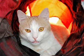 Orange and White Cat Peeking from Red Tunnel