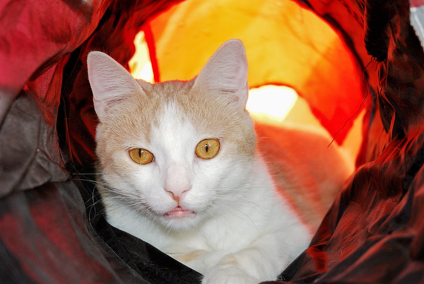 Orange and White Cat Peeking from Red Tunnel