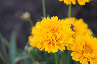 Close-up of vibrant yellow coreopsis flowers in bloom