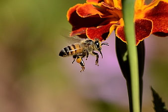 Honey Bee Flying Near Orange Marigold Flower