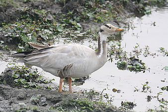 Bar-headed Goose Standing in Shallow Wetland Water