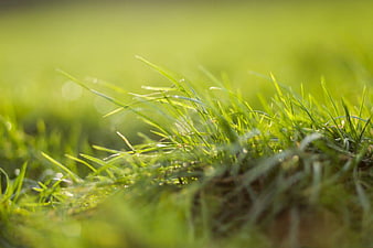 Close-up of vibrant green grass blades with morning dew