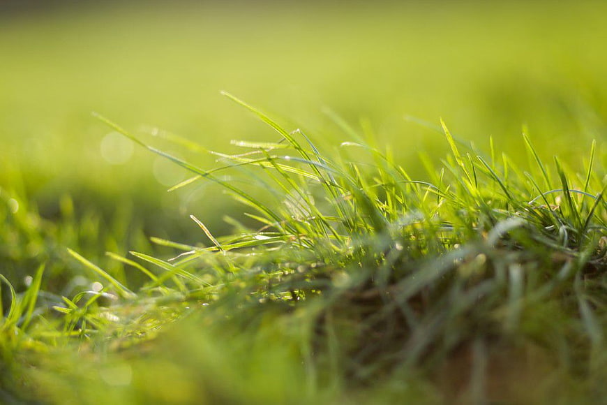 Close-up of vibrant green grass blades with morning dew