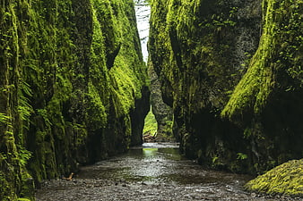 Mossy Rock Canyon with Stream in Lush Forest