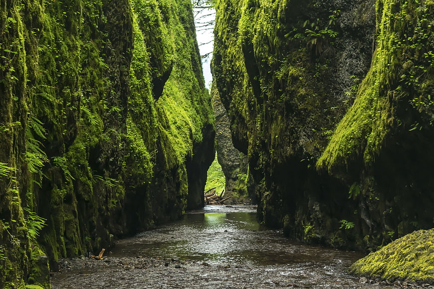 Mossy Rock Canyon with Stream in Lush Forest