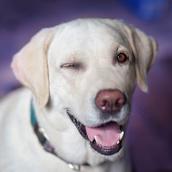 Close-up of a happy yellow Labrador Retriever winking