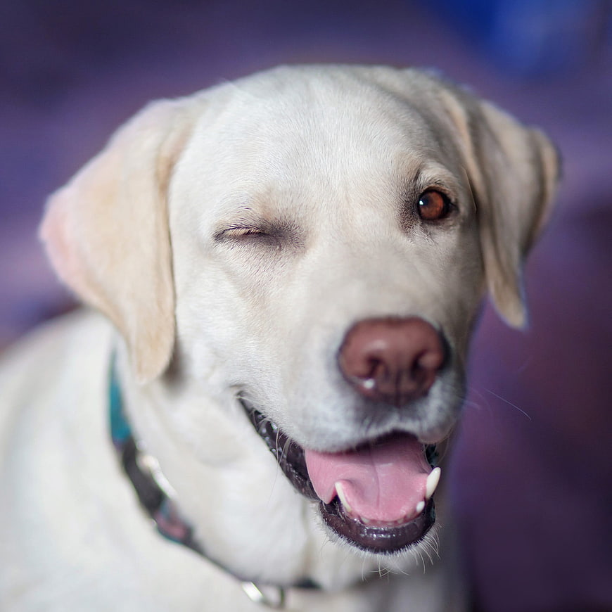 Close-up of a happy yellow Labrador Retriever winking