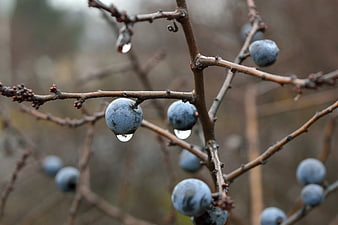 Blue berries with water droplets on bare branches