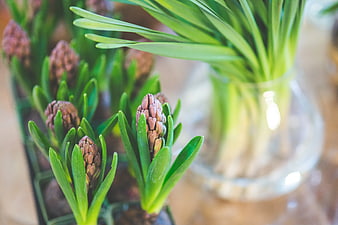 Close-up of young hyacinth bulbs in green seedling tray