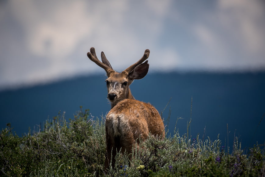 Wild deer with antlers looking back in mountain meadow