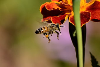 Honey Bee In Flight Near Orange Marigold Flower