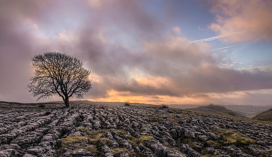 Lone bare tree on rocky limestone pavement landscape at sunset