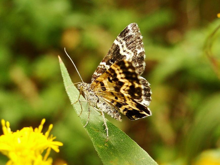 Close-up of a patterned moth resting on a green leaf
