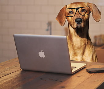 Funny Rhodesian Ridgeback Dog Wearing Glasses at Laptop