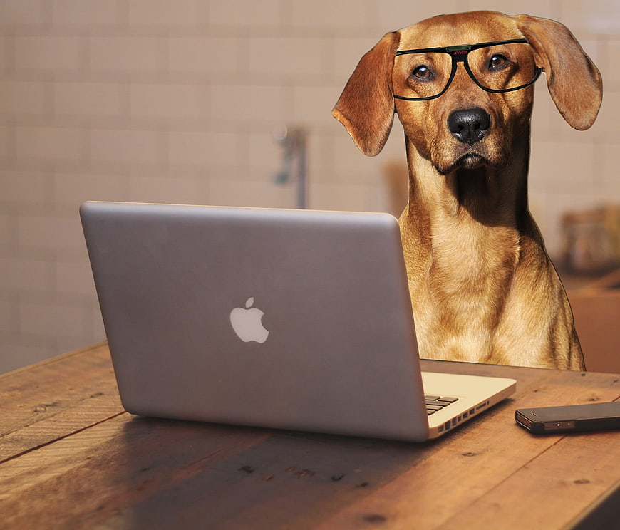 Funny Rhodesian Ridgeback Dog Wearing Glasses at Laptop