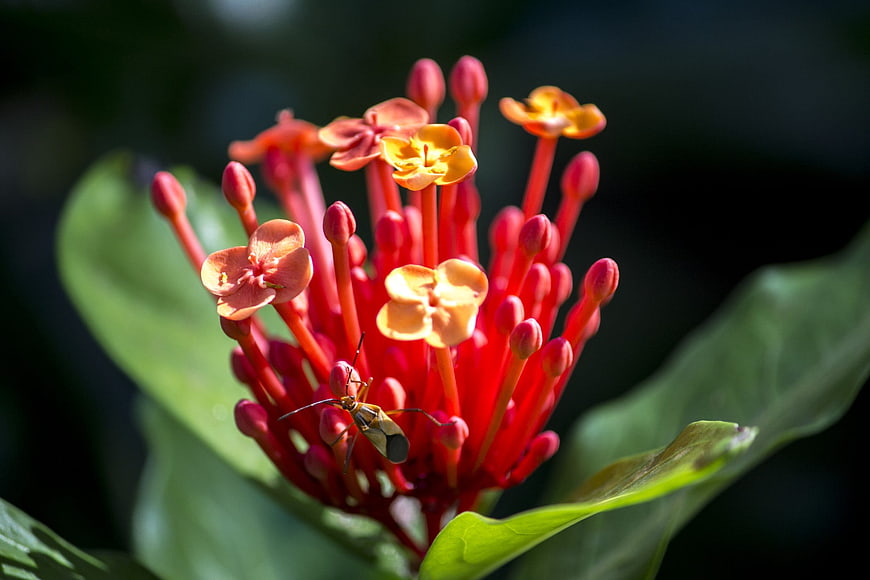 Close-up of Red Ixora Flower with Insect