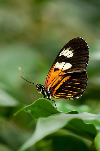 Close-up of Orange and Black Butterfly on Green Leaf