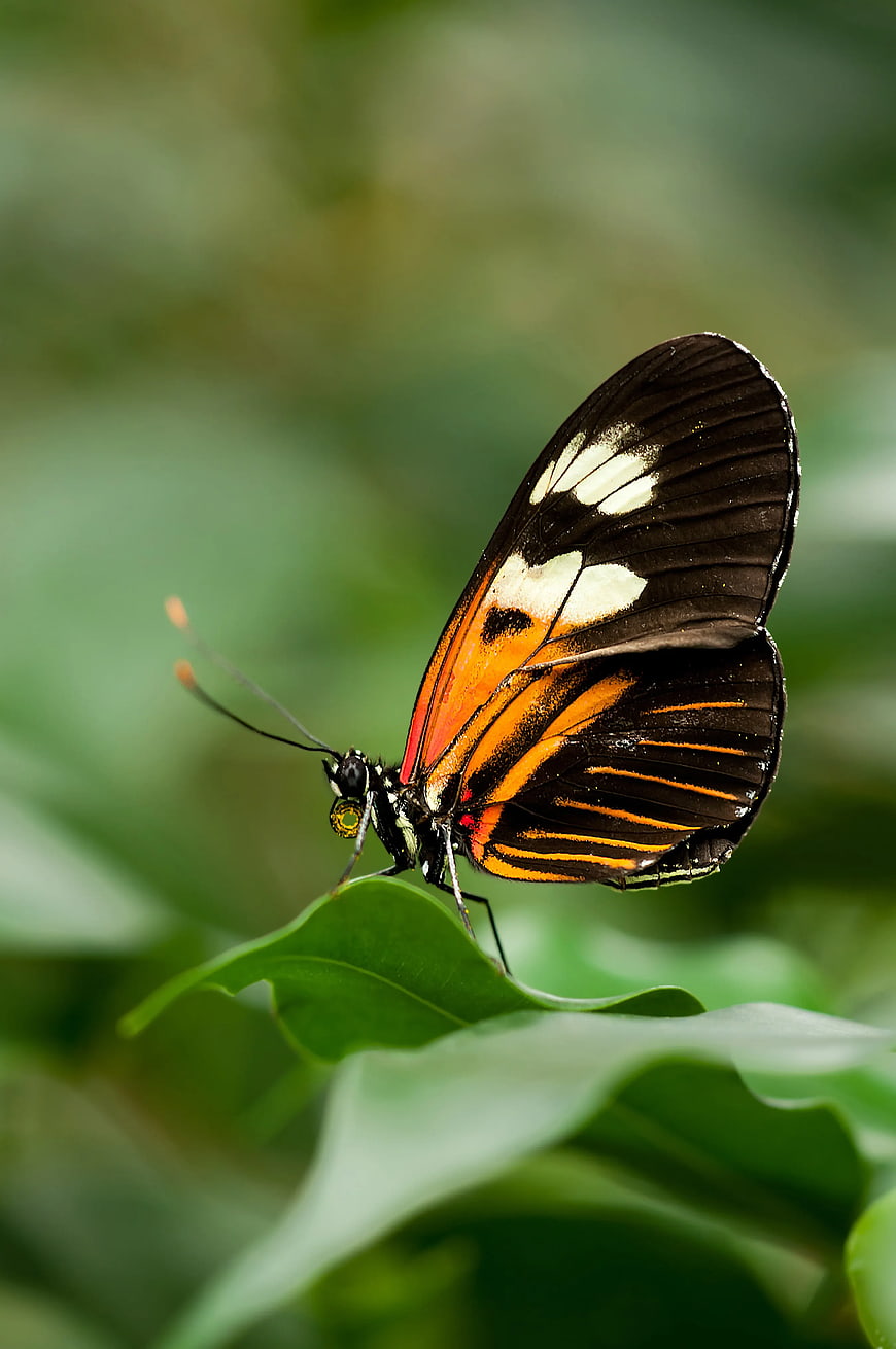 Close-up of Orange and Black Butterfly on Green Leaf
