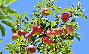 Ripe Red Apples on Tree Branch Against Blue Sky