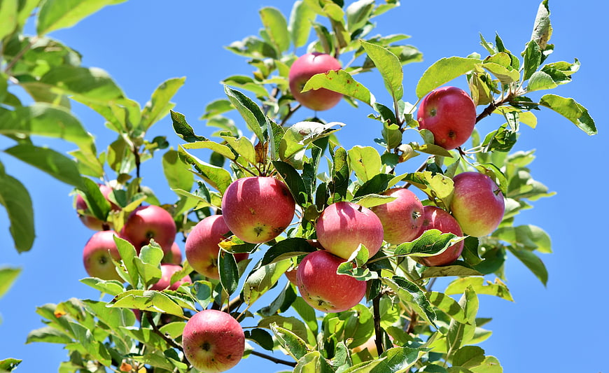 Ripe Red Apples on Tree Branch Against Blue Sky