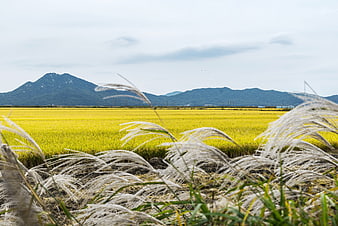 Golden rice paddies with white wild grasses and distant mountains