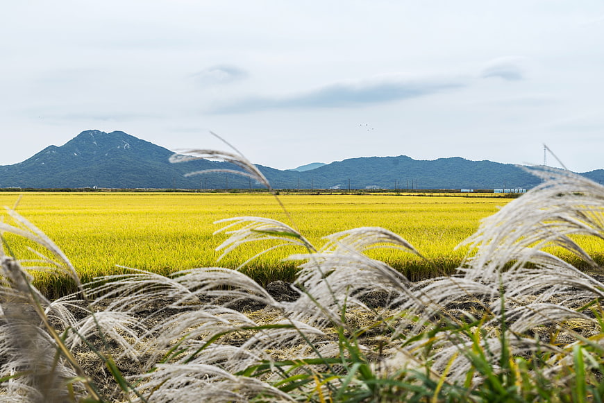 Golden rice paddies with white wild grasses and distant mountains