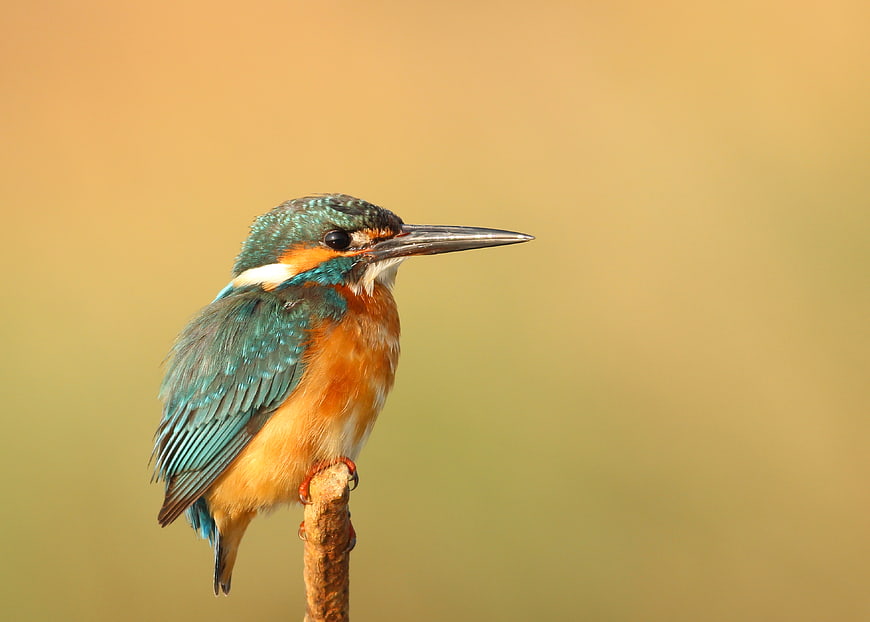 Common Kingfisher Perched on Branch with Bokeh Background