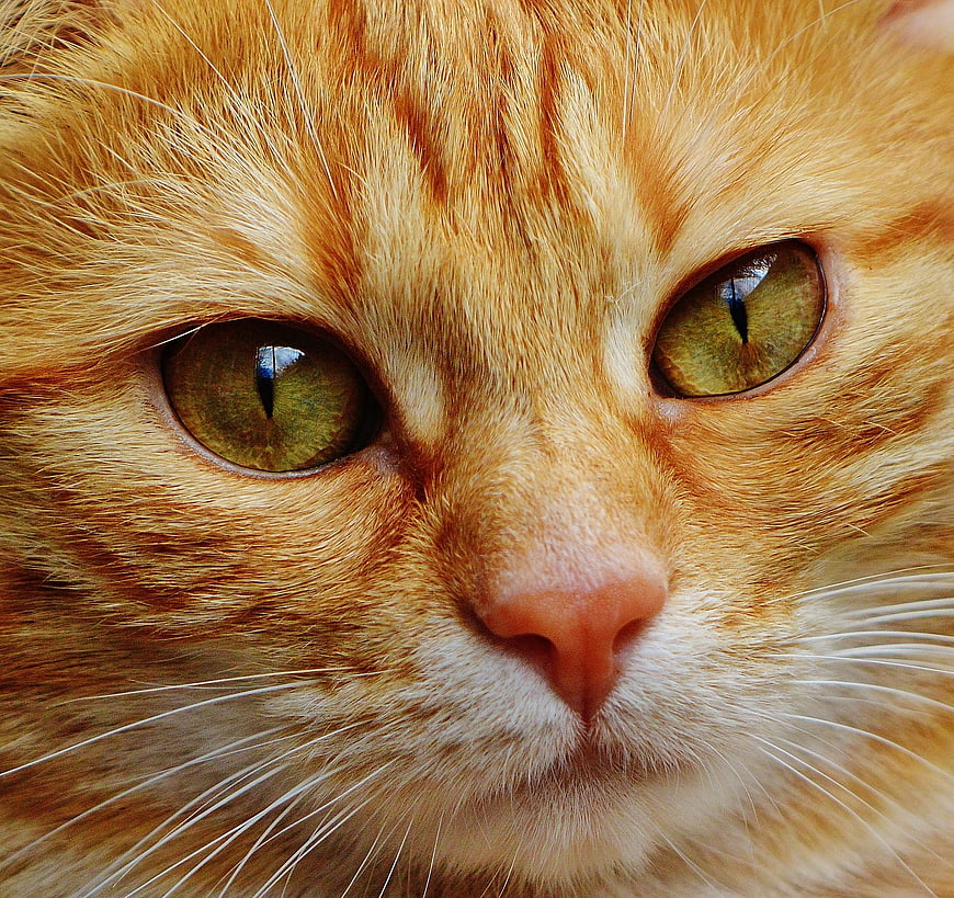Extreme Close-Up Portrait of Ginger Tabby Cat Face