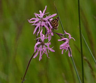 Butterfly on Pink Cuckoo Pint Flower in Green Meadow