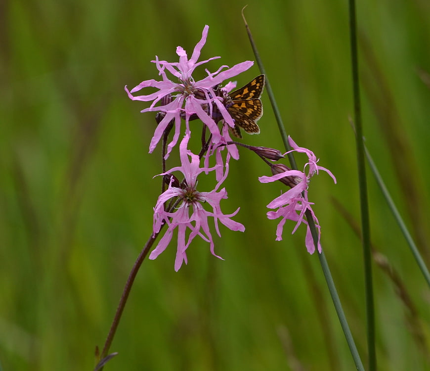 Butterfly on Pink Cuckoo Pint Flower in Green Meadow