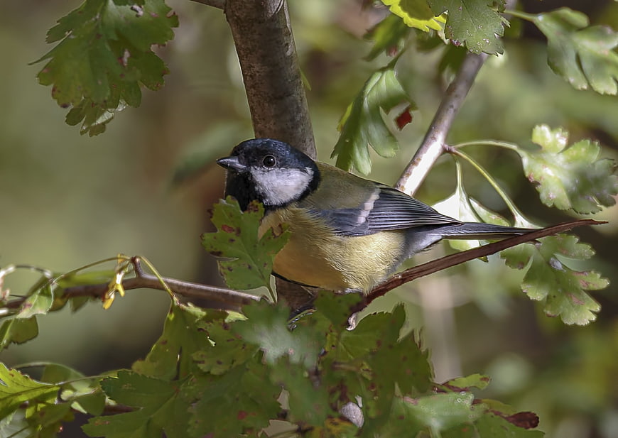Great Tit perched on a branch in a green forest