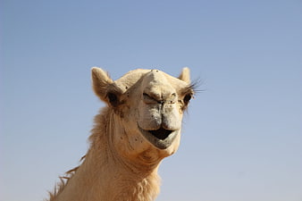 Close-up portrait of a camel with open mouth against clear blue sky