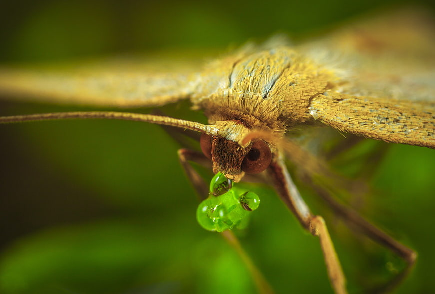 Macro Close-Up of Moth Drinking Dew Drop