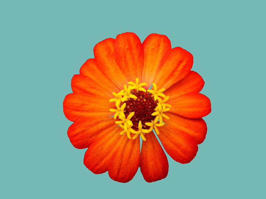 Vibrant Orange Zinnia Flower on Teal Background