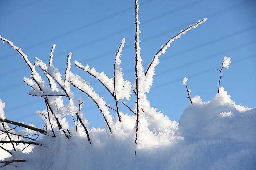 Frost-covered thorny branches against a clear blue winter sky