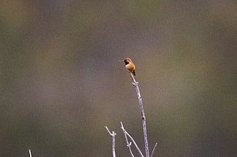 Ruby-throated Hummingbird Perched on Branch