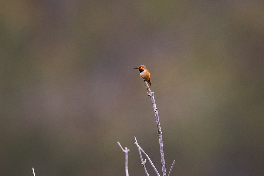 Ruby-throated Hummingbird Perched on Branch