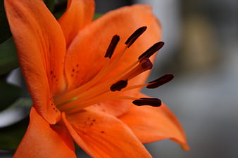 Close-up of vibrant orange lily flower with stamens
