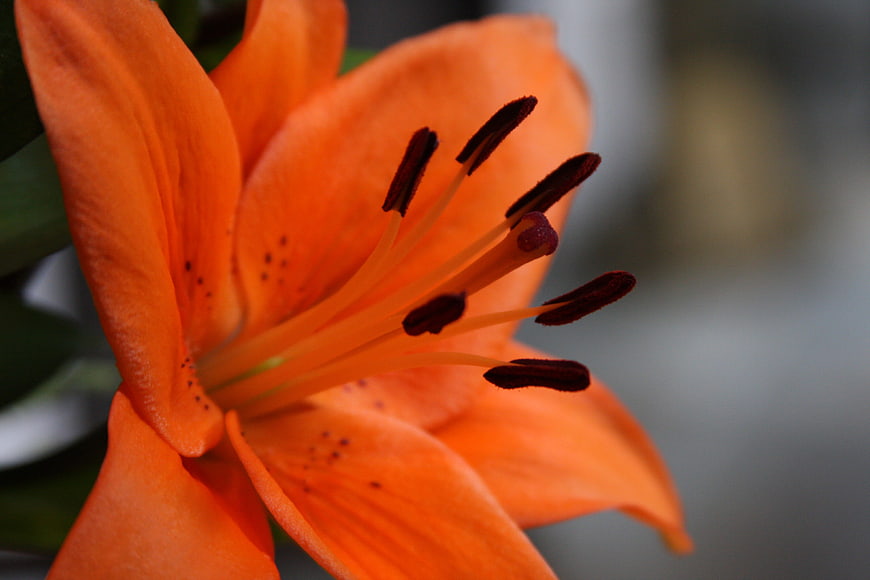 Close-up of vibrant orange lily flower with stamens