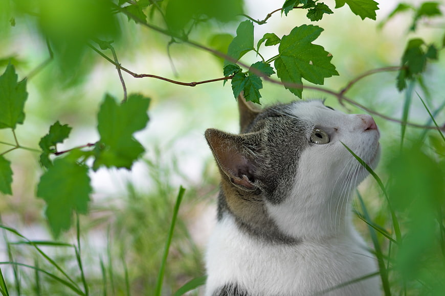 Curious white and grey cat looking up at green leaves