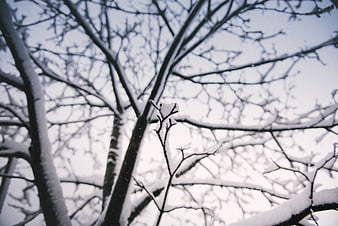 Snow-covered tree branches against a winter sky