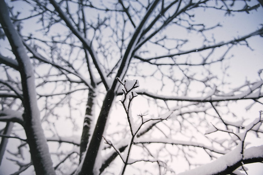 Snow-covered tree branches against a winter sky