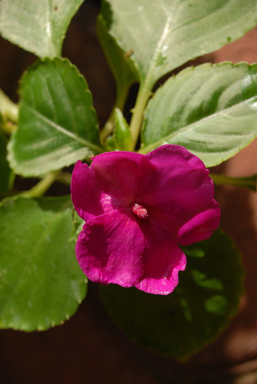 Vibrant Pink Impatiens Flower Close-Up