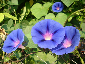 Vibrant Blue Morning Glory Flowers in Sunlight