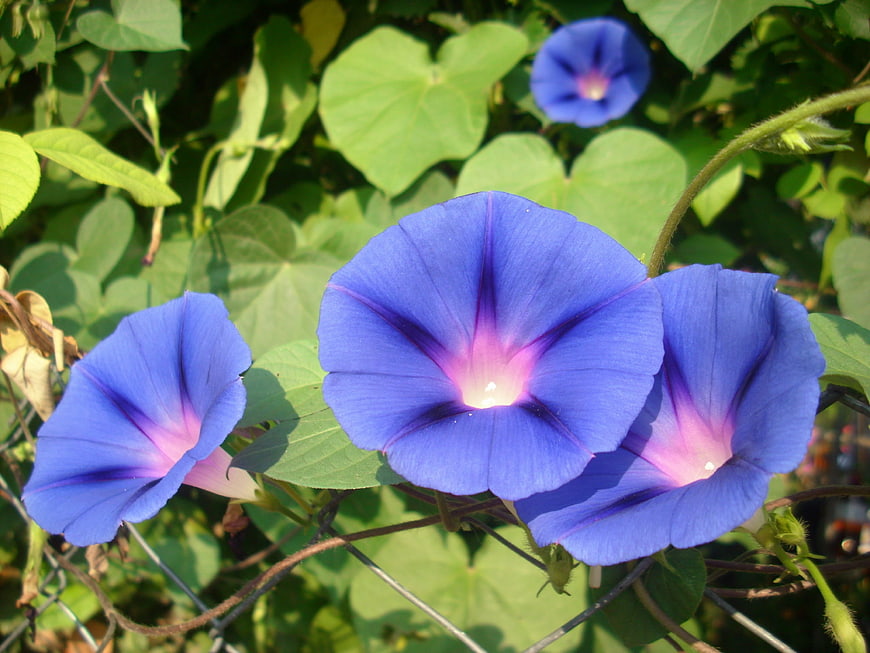 Vibrant Blue Morning Glory Flowers in Sunlight