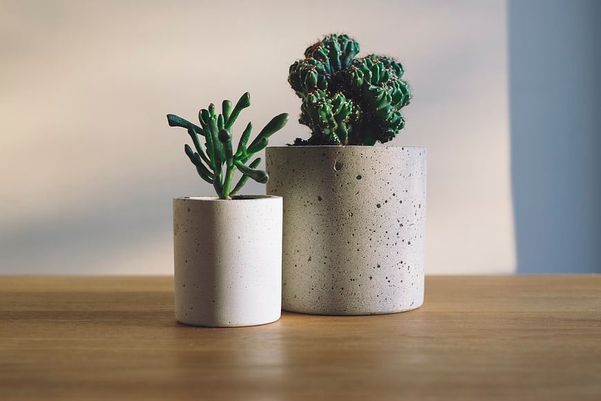 Two potted cacti on a wooden table with natural light