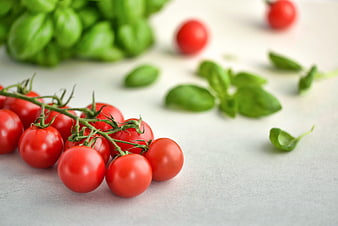 Fresh Cherry Tomatoes on Vine with Basil Leaves