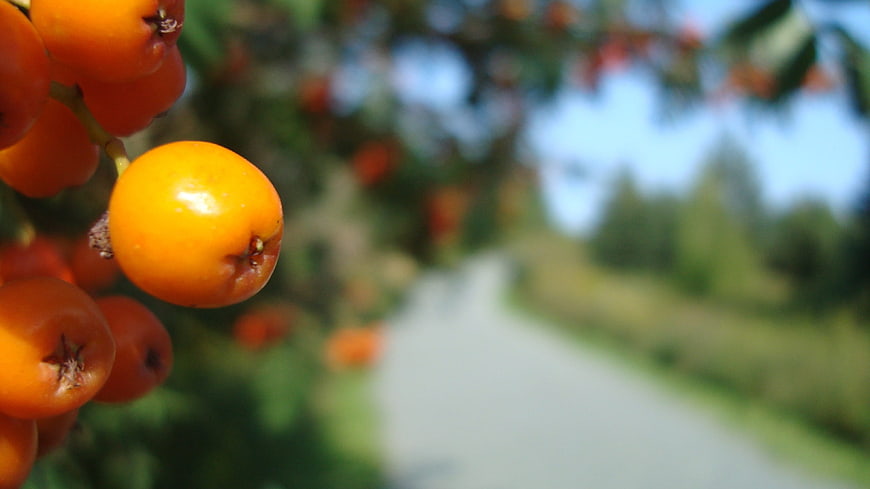 Close-up of ripe orange rowan berries on a branch
